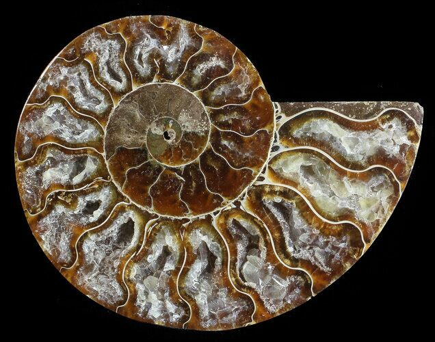 Agatized Ammonite Fossil (Half) #68817